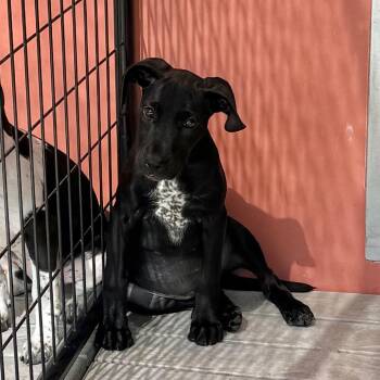 Gouda -  Mixed Breed Dog for Adoption in Bradenton, Florida - Gouda | PetCurious