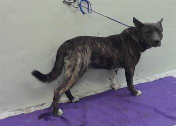 Dutch Shepherd and Mixed Breed Dogs Available for Adoption - PIECES | PetCurious