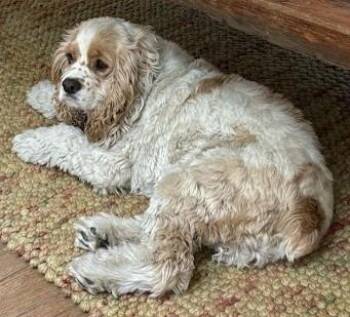 Cocker Spaniel Dogs Available for Adoption - Walter C 26-25033-2 | PetCurious