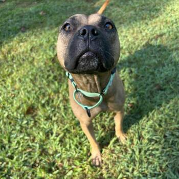 Primrose -  Mixed Breed Dog for Adoption in Auburn, Alabama - Primrose | PetCurious