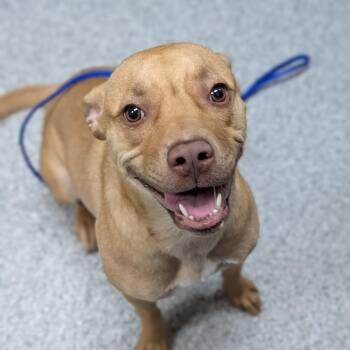 Leia -  American Staffordshire Terrier and Mixed Breed Dog for Adoption in Grand Rapids, Michigan - Leia | PetCurious