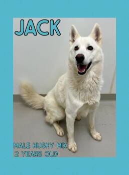 Rescue Husky Dogs for Adoption in Danville, Indiana - Jack | PetCurious