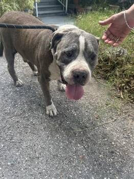 Mixed Breed Dogs Available for Adoption in Palmetto, Florida - BENSON | PetCurious