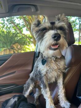 Schnauzer Dogs Available for Adoption in Spring, Texas - Archie | PetCurious
