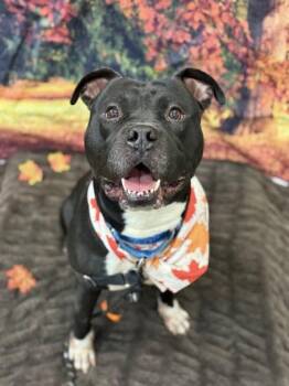 Mixed Breed Dogs Available for Adoption in Miamitown, Ohio - Shamu | PetCurious