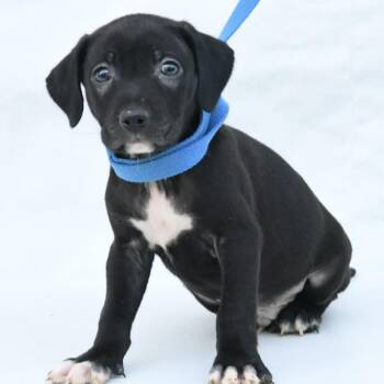 Kenner -  Black Labrador Retriever and Mixed Breed Dog for Adoption in South Elgin, Illinois - Kenner | PetCurious