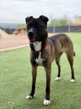 Rinna -  Basenji and Shar Pei Dog for Adoption in Fruit Heights, Utah - Rinna | PetCurious