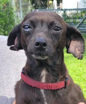 Gigi -  Chihuahua Dog for Adoption in Chiefland, Florida - Gigi | PetCurious