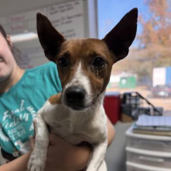 Rescue Jack Russell Terrier Dogs for Adoption in Columbia, South Carolina - Tombo | PetCurious