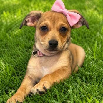 Chihuahua and Terrier Dogs Available for Adoption in Citrus Heights, California - Laverne  | PetCurious