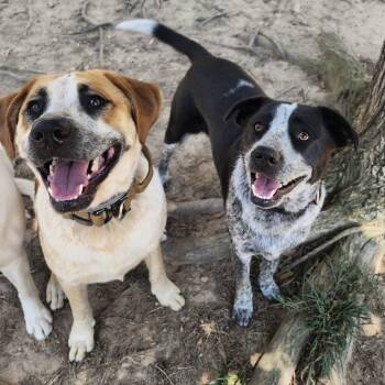 Floki -  Cattle Dog and Hound Dog for Adoption in Aberdeen, North Carolina - Floki | PetCurious