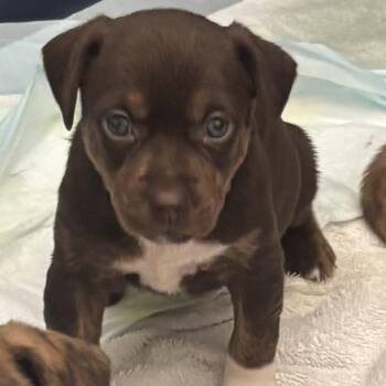 Chandler -  American Bulldog Dog for Adoption in Brentwood, Tennessee - Chandler | PetCurious