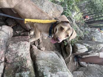 Ollie -  Dachshund and Corgi Dog for Adoption in Boulder, Colorado - Ollie | PetCurious