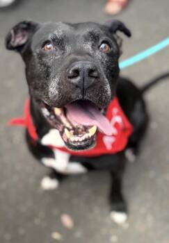 Ron -  Pit Bull Terrier Dog for Adoption in Portland, Oregon - Ron | PetCurious