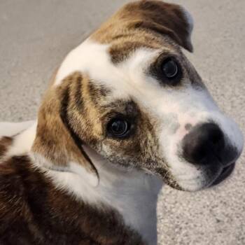 Journey -  Terrier Dog for Adoption - Journey | PetCurious