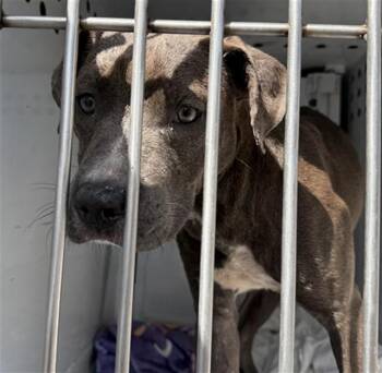 Pit Bull Terrier Dogs Available for Adoption in Sacramento, California - DARIUS | PetCurious