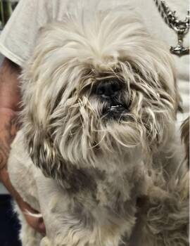 Chip -  Lhasa Apso Dog for Adoption in Salt Lake City, Utah - Chip | PetCurious