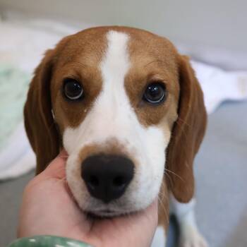 Yahtzee -  Beagle Dog for Adoption in Briarcliff Manor, New York - Yahtzee | PetCurious