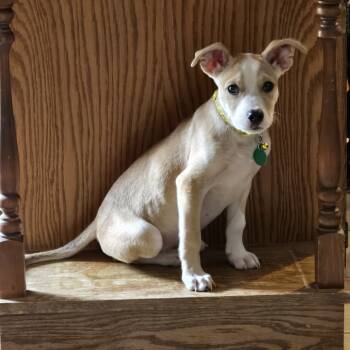 Rescue Mixed Breed Dogs for Adoption in Buffalo, Minnesota - Tito | PetCurious