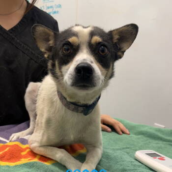 Rescue Chihuahua and Jack Russell Terrier Dogs for Adoption in Chico, California - AERO | PetCurious