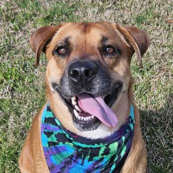 Mixed Breed and Shepherd Dogs Available for Adoption - Dee | PetCurious