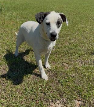 Hound Dogs Available for Adoption in Rockaway, New Jersey - Layla Dixon | PetCurious
