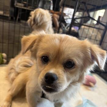 Teddy needs a forever home -  Pekingese and Shih Tzu Dog for Adoption in Tustin, California - Teddy Needs A Forever Home | PetCurious