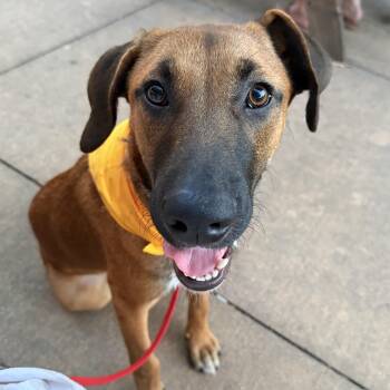 Dodger -  German Shepherd Dog Dog for Adoption in Krum, Texas - Dodger | PetCurious