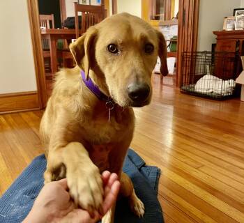 Rescue Golden Retriever Dogs for Adoption in Stamford, Connecticut - Benny / Benji | PetCurious