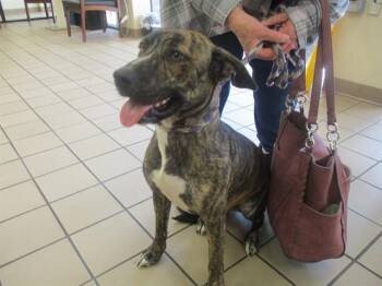 Pit Bull Terrier Dogs Available for Adoption - INEZ | PetCurious