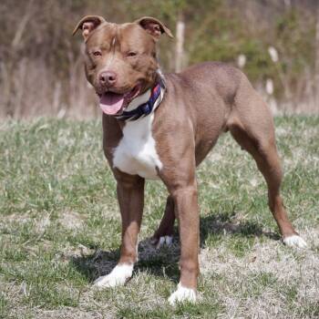 Rescue Pit Bull Terrier and Mixed Breed Dogs for Adoption in Mount Laurel Township, New Jersey - Damian | PetCurious