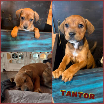 Rescue Boxer and Mixed Breed Dogs for Adoption in Idaho Falls, Idaho - Tantor | PetCurious