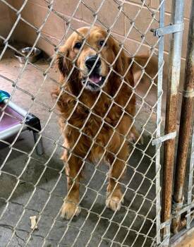 Golden Retriever Dogs Available for Adoption in New Windsor, New York - Sammy | PetCurious