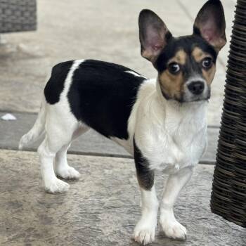 Ms. Gorgeous Roxy -  Rat Terrier and Chihuahua Dog for Adoption in Ridgefield, Washington - Ms. Gorgeous Roxy | PetCurious