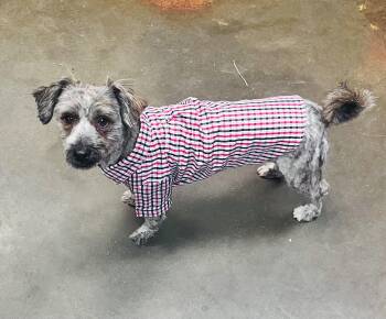 Banner -  Terrier Dog for Adoption in Council Bluffs, Iowa - Banner | PetCurious