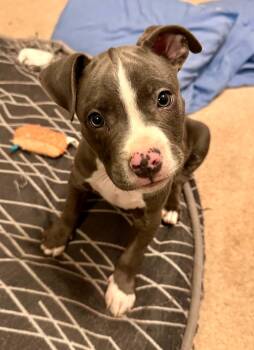 Sterling -  Pit Bull Terrier Dog for Adoption in Cedar Rapids, Iowa - Sterling | PetCurious