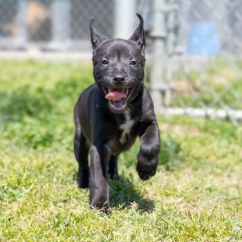 Mixed Breed Dogs Available for Adoption - Cosmic Brownie | PetCurious