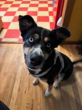 Rescue Husky and Australian Cattle Dog Blue Heeler Dogs for Adoption in Denver, Colorado - Juniper | PetCurious