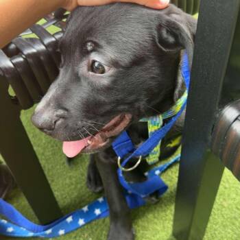 Rolex D70980 -  Labrador Retriever and Mixed Breed Dog for Adoption in Minnetonka, Minnesota - Rolex D70980 | PetCurious