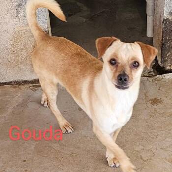 Rescue Chihuahua Dogs for Adoption in Midland, Texas - Gouda | PetCurious