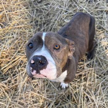 Pit Bull Terrier Dogs Available for Adoption - Lady Whistledown | PetCurious