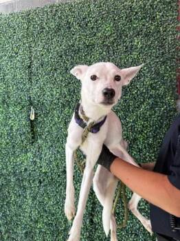 Freya -  Mixed Breed Dog for Adoption in El Paso, Texas - Freya | PetCurious