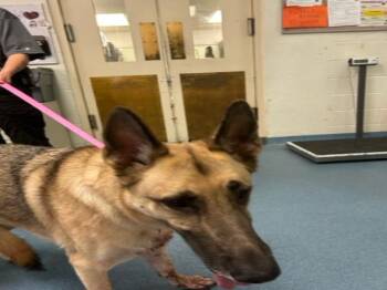 Mixed Breed Dogs Available for Adoption - EMERALD | PetCurious