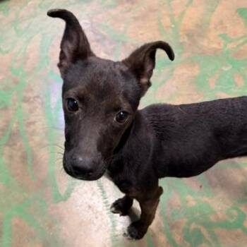 Hushpuppy -  Feist and Terrier Dog for Adoption in Hattiesburg, Mississippi - Hushpuppy | PetCurious