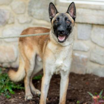 Knox -  Belgian Shepherd Malinois Dog for Adoption in Chester Springs, Pennsylvania - Knox | PetCurious
