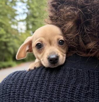 Gary -  Chihuahua and Dachshund Dog for Adoption in Puyallup, Washington - Gary | PetCurious