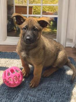 German Shepherd Dog Dogs Available for Adoption in Fredericksburg, Virginia - Koda | PetCurious