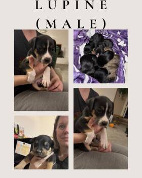 Border Collie Dogs Available for Adoption - Lupine (available 3/21/26) | PetCurious