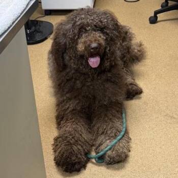Bruno -  Poodle Dog for Adoption in Springboro, Ohio - Bruno | PetCurious