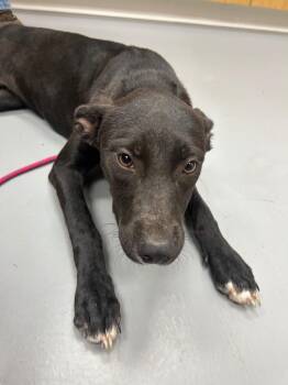 Nidoqueen (Pokémon x3) -  Mountain Cur and Labrador Retriever Dog for Adoption in Hartsville, South Carolina - Nidoqueen (Pokémon X3) | PetCurious